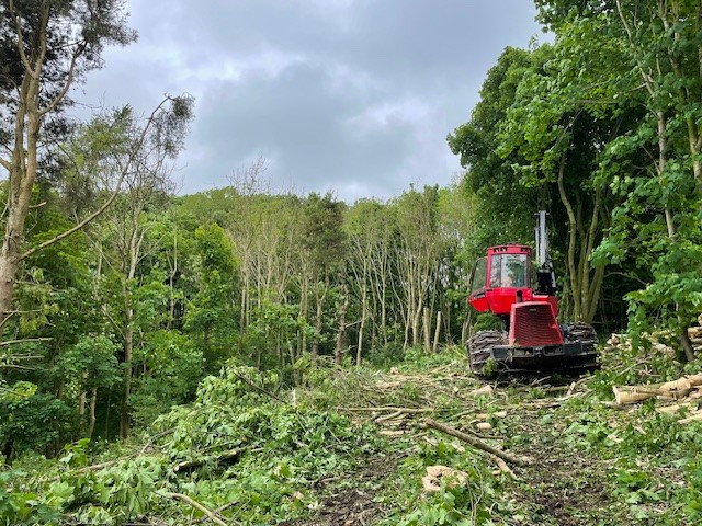 Felling diseased ash at Huggate Wold